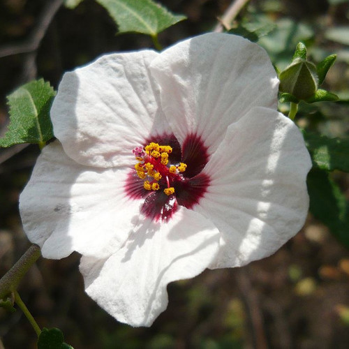 PAVONIA HASTATA seed image