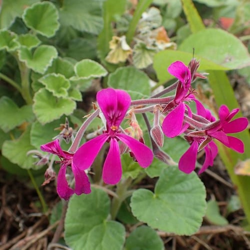 PELARGONIUM RENIFORME seed image