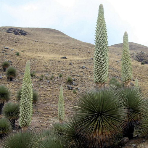 PUYA RAIMONDII seed image