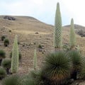 PUYA RAIMONDII seed image
