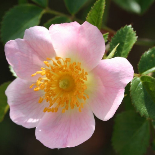 ROSA POUZINII seed image