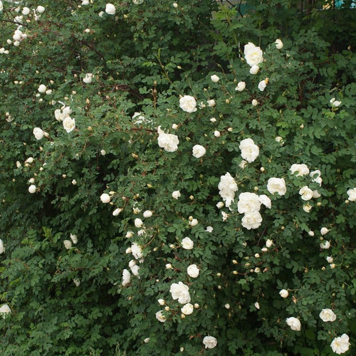 ROSA SPINOSISSIMA seed image
