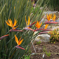 STRELITZIA JUNCEA seed image