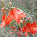 SUTHERLANDIA FRUTESCENS seed image