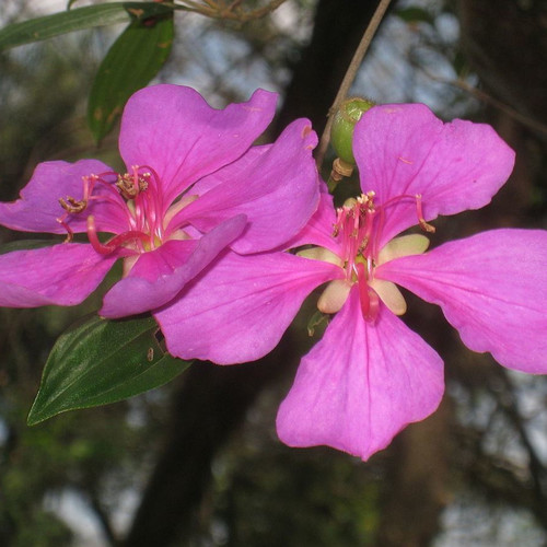 TIBOUCHINA FRATERNA seed image