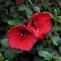 TIBOUCHINA GROSSA seed image