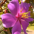 TIBOUCHINA LEPIDOTA seed image