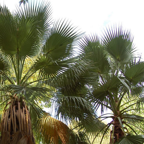 WASHINGTONIA FILIFERA seed image