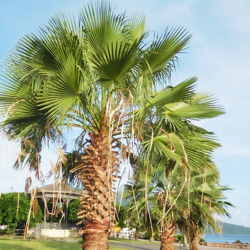 WASHINGTONIA ROBUSTA seed image