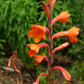 WATSONIA PILLANSII seed image