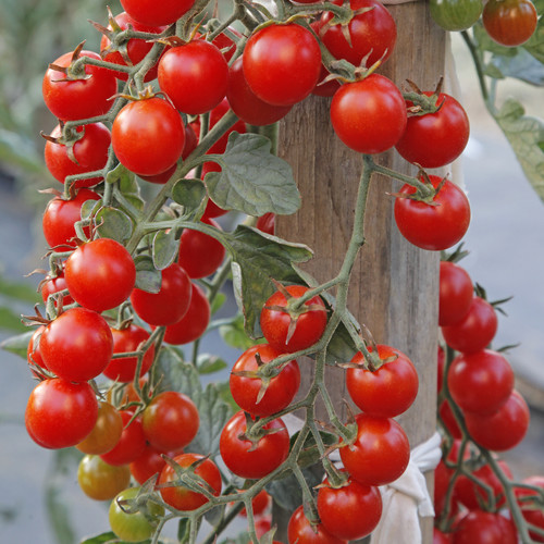 TOMATO CROKINI F1 seed image