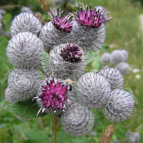 ARCTIUM LAPPA - "BURDOCK" seed image