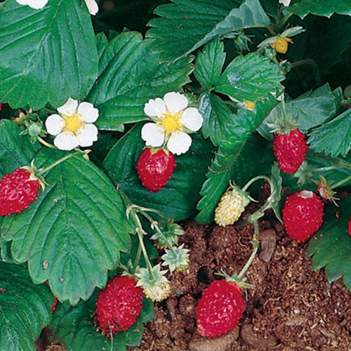 STRAWBERRY ALEXANDRIA (ALPINE) seed image