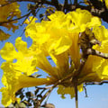 TABEBUIA AUREA seed image