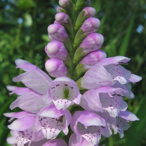 PHYSOSTEGIA VIRGINIANA 'ROSE BOUQUET' seed image