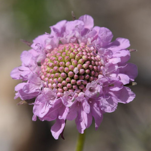 SCABIOSA VESTITA seed image