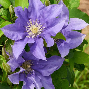 CLEMATIS SAPPHIRE SILK seed image