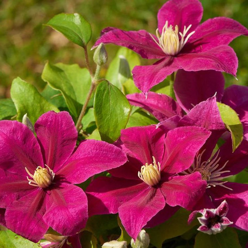 CLEMATIS MAGENTA SILK seed image