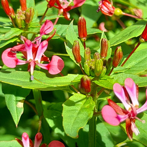 LOPEZIA RACEMOSA seed image