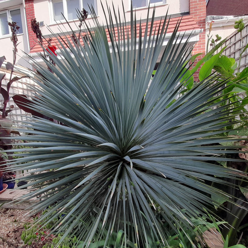 Hardy HATCHMATIC Yucca Rostrata Old Man Beaked Yucca Exotic 10 Seeds Rare Evergreen