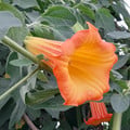 BRUGMANSIA SANGUINEA seed image