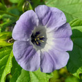 NICANDRA PHYSALODES seed image