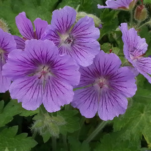 GERANIUM IBERICUM seed image