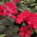 LYCHNIS X HAAGEANA 'MOLTEN LAVA' seed image