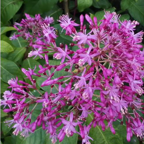 FUCHSIA ARBORESCENS seed image