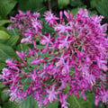 FUCHSIA ARBORESCENS seed image