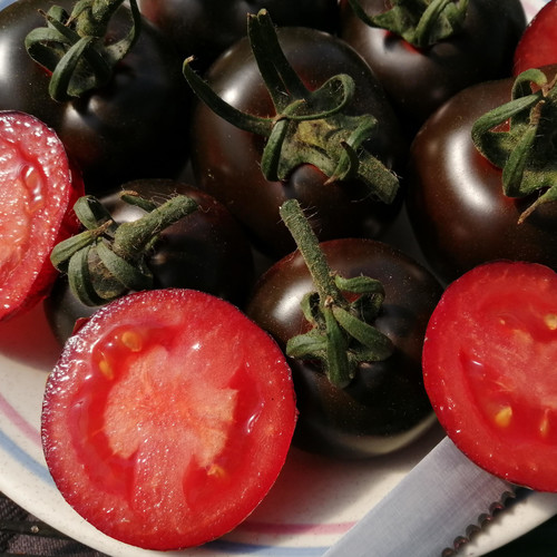 TOMATO AMERICAN BLUE seed image