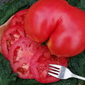 TOMATO GIGANTOMO seed image