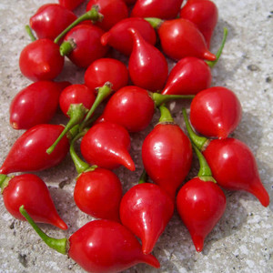 Macropiper Excelsum 50 Seeds Maori Tahiti Pepper Asklepios-seeds®