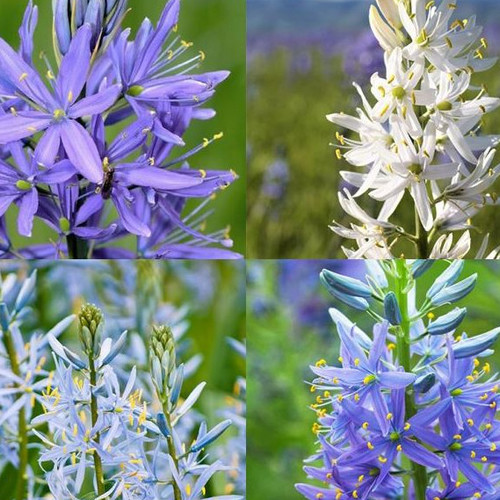 CAMASSIA STARBURST MIX seed image