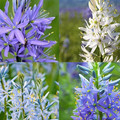 CAMASSIA STARBURST MIX seed image