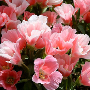 CLARKIA AMOENA 'DOUBLE ROSE RED' seed image