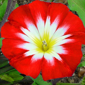 25 PERENNIAL ENSIGN RED MORNING GLORY FLOWER SEEDS CONVOLVULUS 