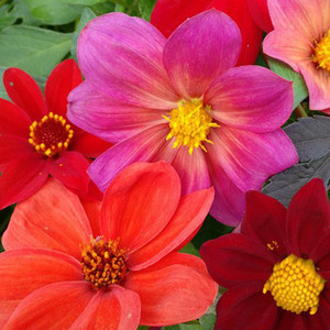 DAHLIA VARIABILIS 'BISHOP'S CHILDREN' seed image