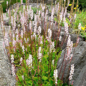 FRANCOA SONCHIFOLIA seed image