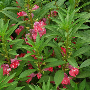 IMPATIENS BALSAMINA seed image