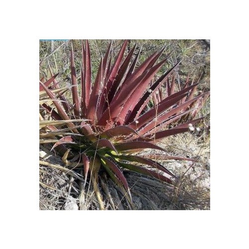 AGAVE KERCHOVEI 'HUAJUAPAN RED' seed image