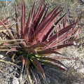 AGAVE KERCHOVEI 'HUAJUAPAN RED' seed image