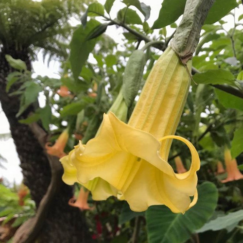 BRUGMANSIA SANGUINEA 'AUREA' seed image