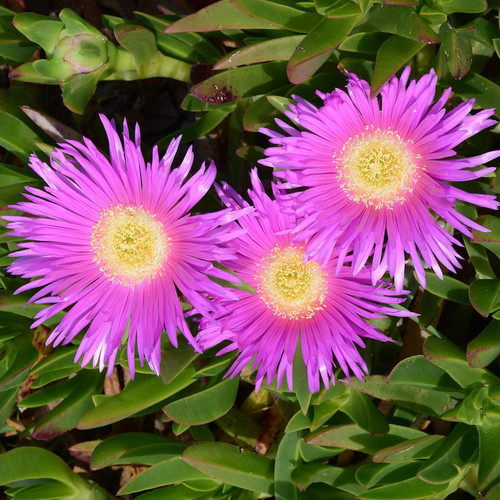 CARPOBROTUS ROSSII seed image
