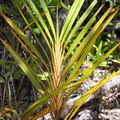 DIANELLA ENSIFOLIA 'MADAGASCAR' seed image
