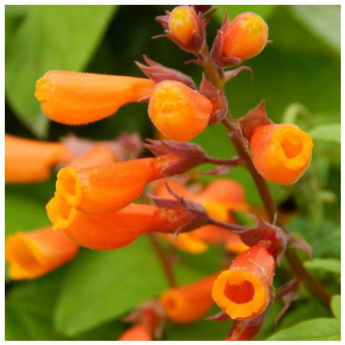 ECCREMOCARPUS SCABER 'BURST OF ORANGE' seed image