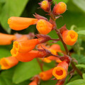 ECCREMOCARPUS SCABER 'BURST OF ORANGE' seed image