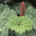 GUNNERA INSIGNIS seed image