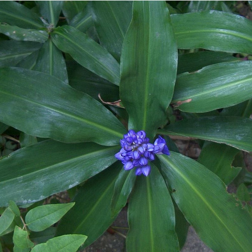 POLLIA THYRSIFLORA seed image