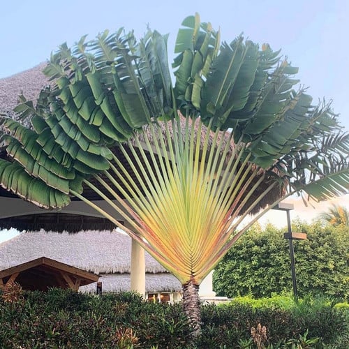 RAVENALA MADAGASCARIENSIS seed image